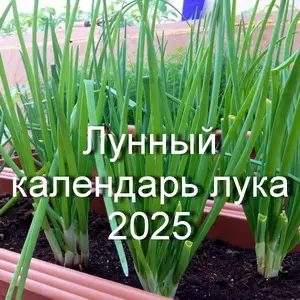 Лунный календарь лука 2025