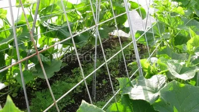 Огурцы не порадуют урожаем, если в теплице бедная почва