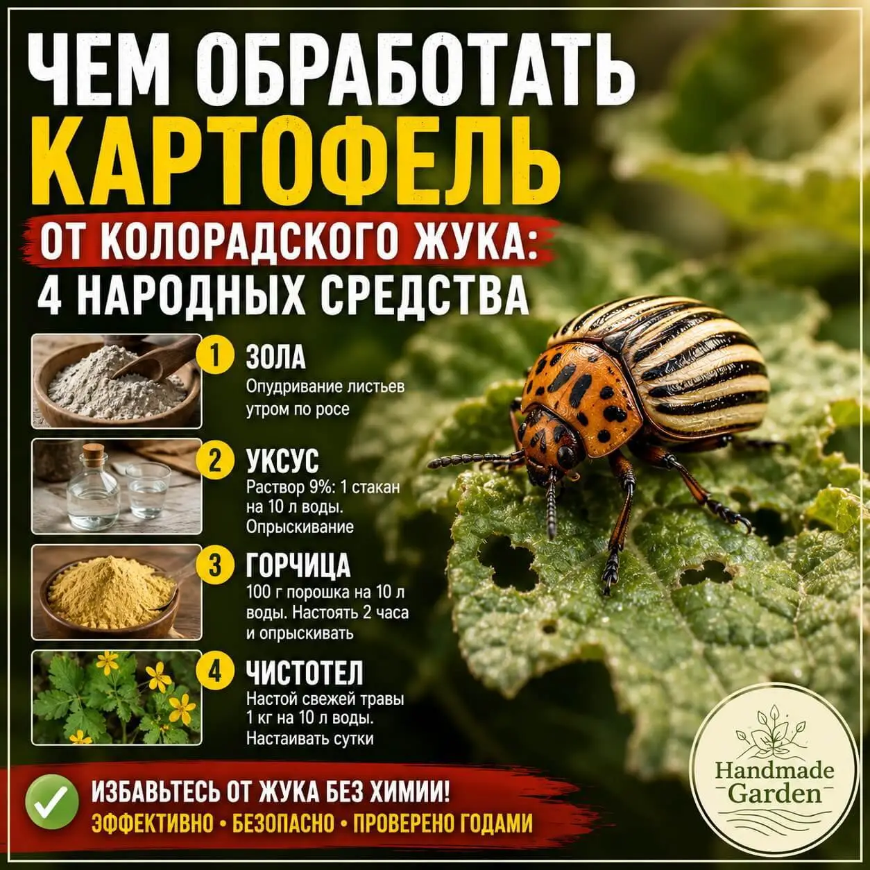 Чем обработать картофель от колорадского жука: 4 народных средства