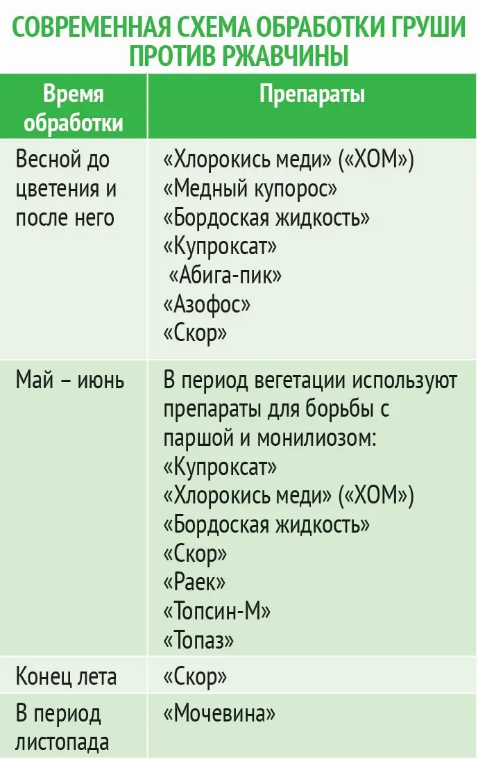 Ржавчина груши: как распознать и бороться Ржавчина груши: как распознать и бороться