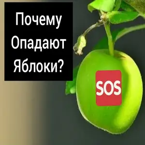 Почему яблоня сбрасывает плоды?