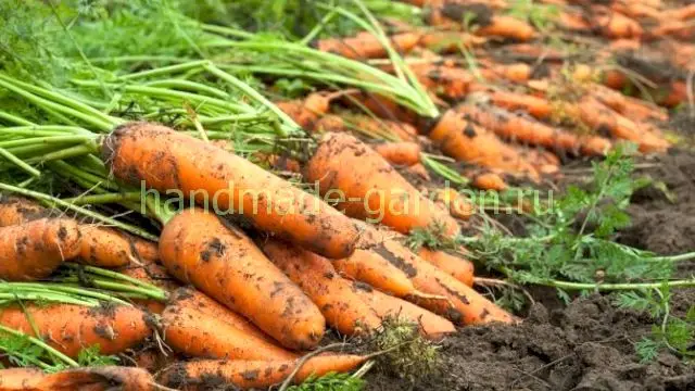 Когда убирать морковь на хранение по лунному календарю