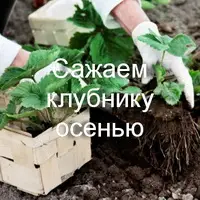 Как сажать клубнику осенью
