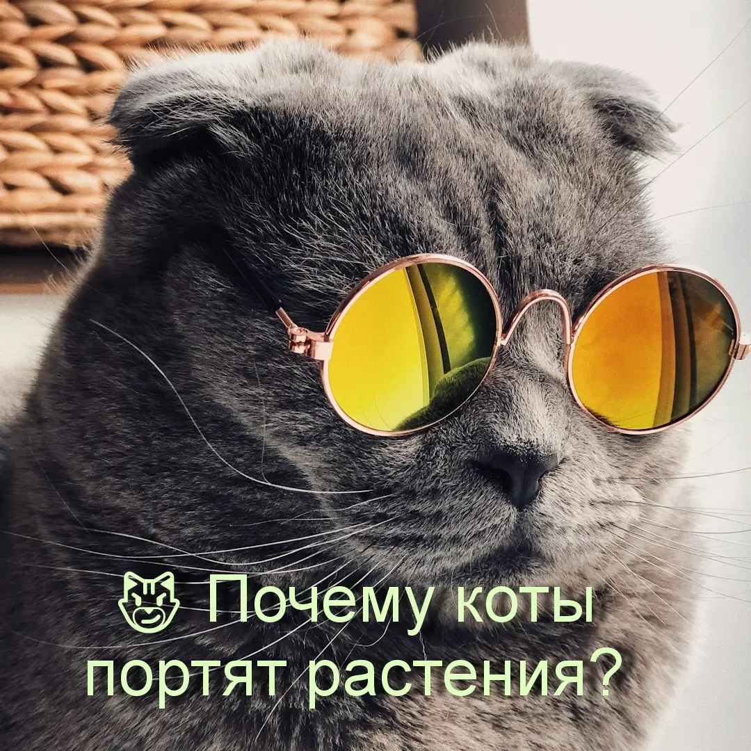 Почему коты портят растения?