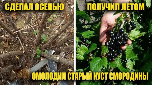 Когда обрезать смородину Когда обрезать смородину