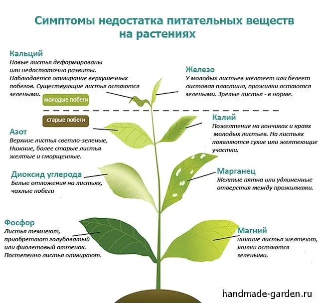 В каких случаях подкормки перца необходимы В каких случаях подкормки перца необходимы