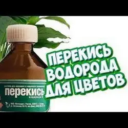 Перекись водорода для полива комнатных цветов