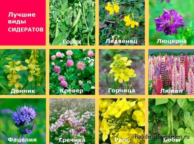 Что такое сидераты