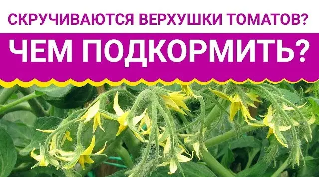 Как предотвратить кудрявость макушек томатов Как предотвратить кудрявость макушек томатов