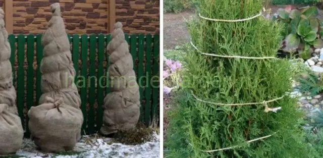 Круговая обвязка туи Круговая обвязка туи