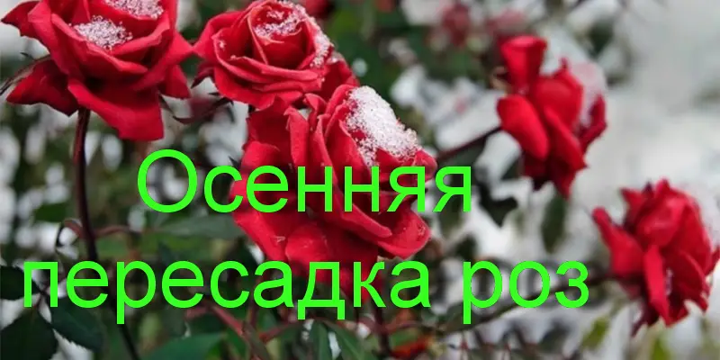 Пересадка роз осенью Пересадка роз осенью