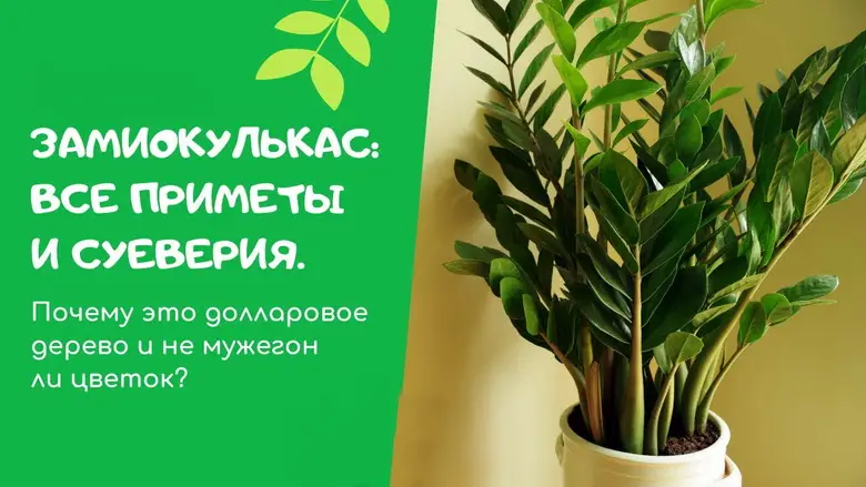 Как посадить долларовое дерево, чтобы приносило деньги.