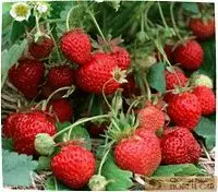 Вертикальная грядка для клубники