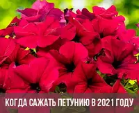 Когда сажать петунию по лунному календарю в 2021 году