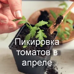 Пикировка томатов в апреле