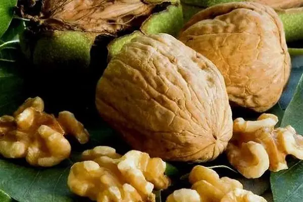 Грецкий орех для дачи Буковинский