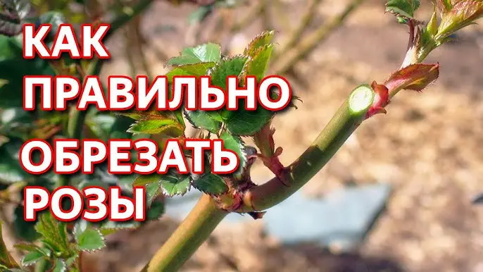 Как обрезать розы?