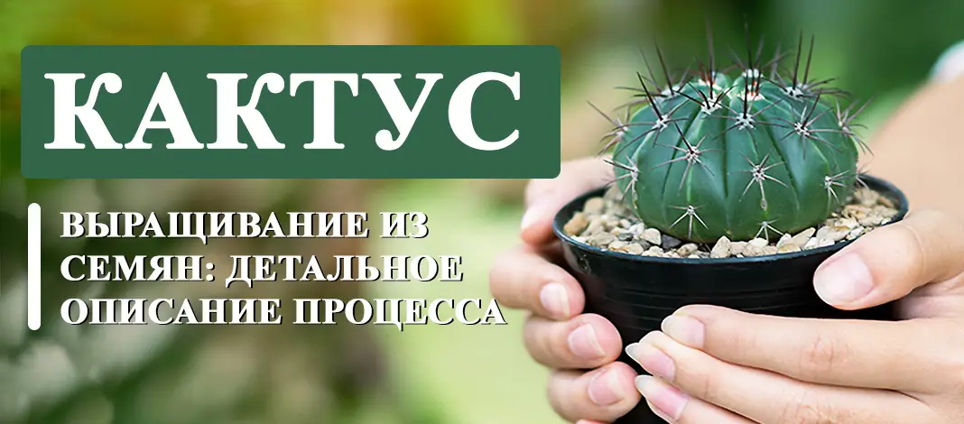 Как проводится в домашних условиях выращивание кактусов из семян