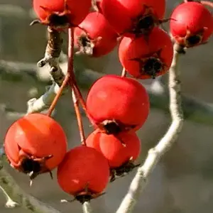 Зеленый боярышник &laquo;Зимний король&raquo;&nbsp;(или&nbsp;Crataegus viridis, как его еще называют) 