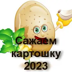 Когда сажать картошку в&nbsp;2023 году по лунному календарю?