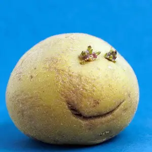 Увядание картофеля и полегание кустов