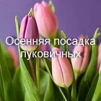 Осенняя посадка луковичных