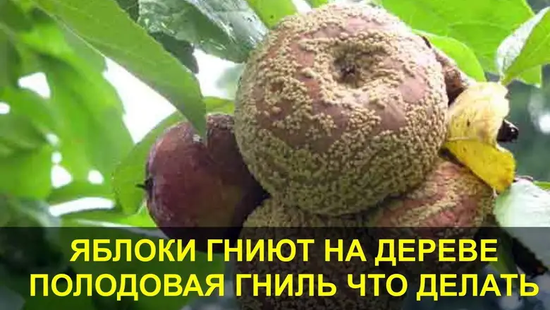 Как можно спасти гниющие яблоки на дереве Как можно спасти гниющие яблоки на дереве