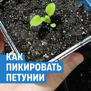 Когда проводить пикировку петунии Когда проводить пикировку петунии