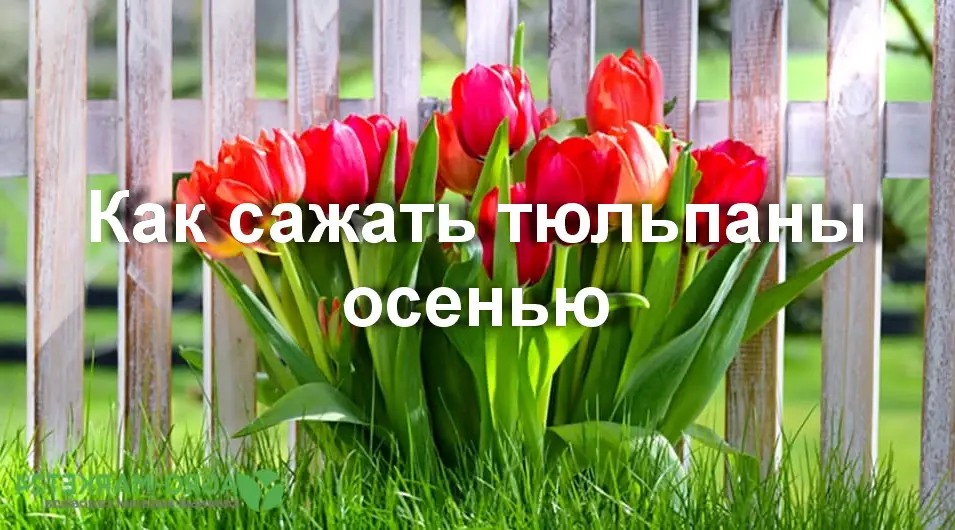 КАК И КОГДА ПОСАДИТЬ ТЮЛЬПАНЫ ОСЕНЬЮ КАК И КОГДА ПОСАДИТЬ ТЮЛЬПАНЫ ОСЕНЬЮ