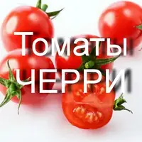 Преимущества черри перед традиционными томатами