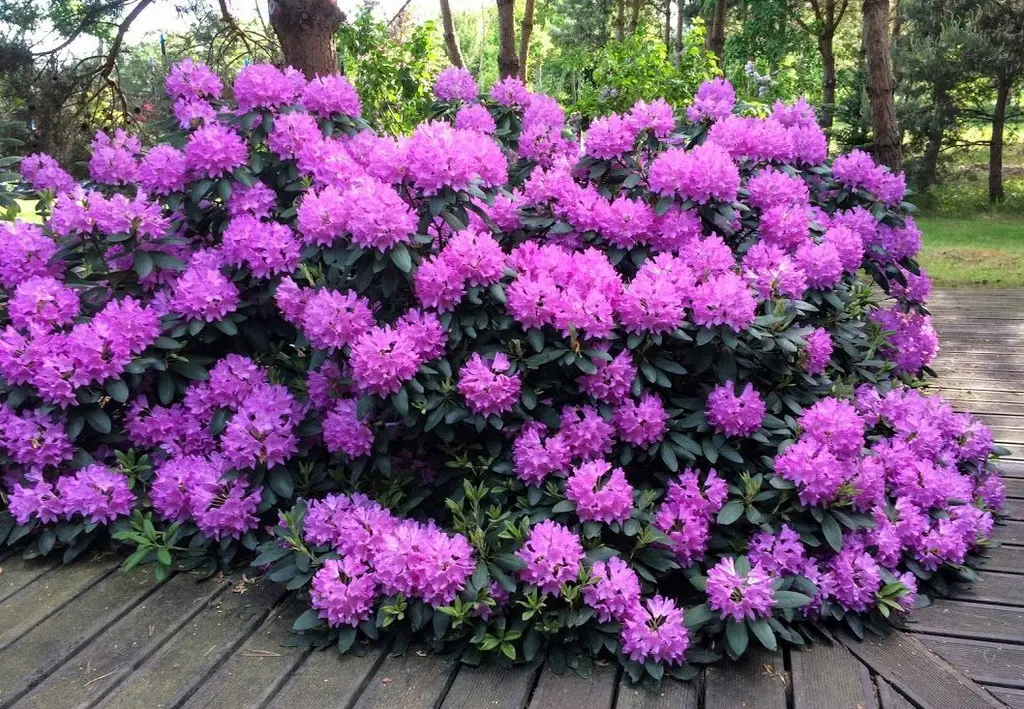Рододендрон - особенности посадки и дальнейшего ухода