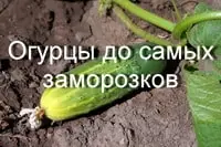 Как продлить плодоношение огурцов