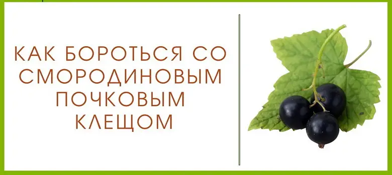 Меры борьбы с почковым смородинным клещом Меры борьбы с почковым смородинным клещом