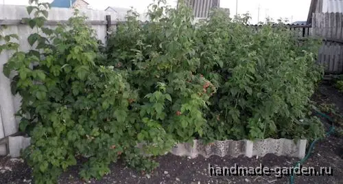 Удачные соседи для малины