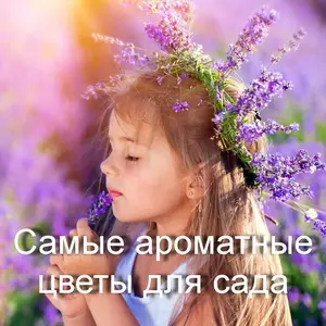Ароматные растения &mdash; это не только красиво, но и полезно