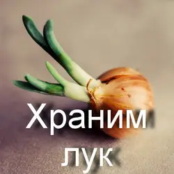 Хранение лука после уборки 