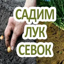 Лук: посадка в октябре