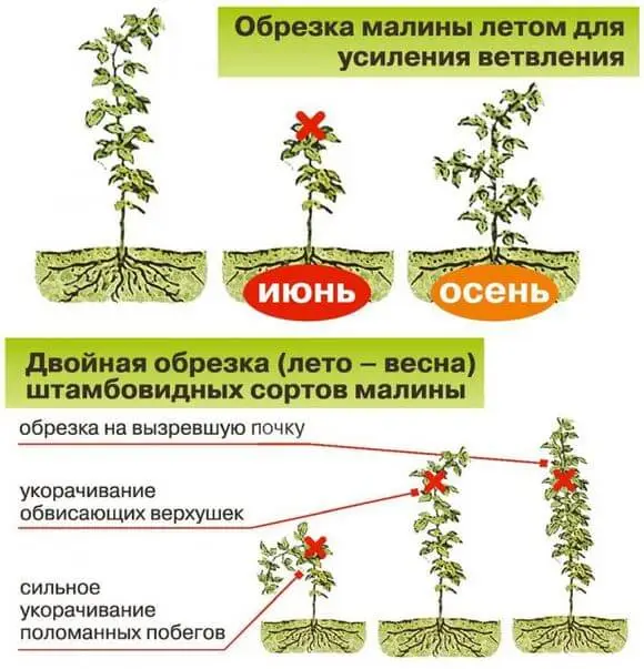 Надо ли обрезать малину весной