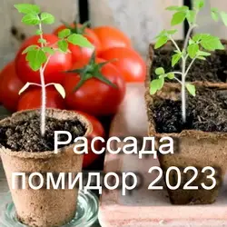 Когда сажать помидоры на рассаду в 2023 году