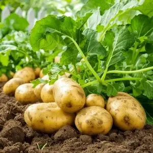 Что посадить после картофеля?