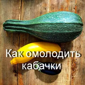 Как омолодить кабачки 