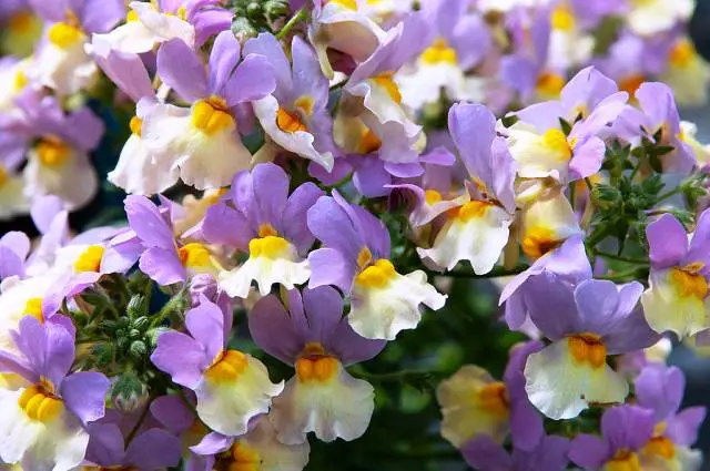 Немезия пышноцветущая (Nemesia floribunda) Немезия пышноцветущая (Nemesia floribunda)