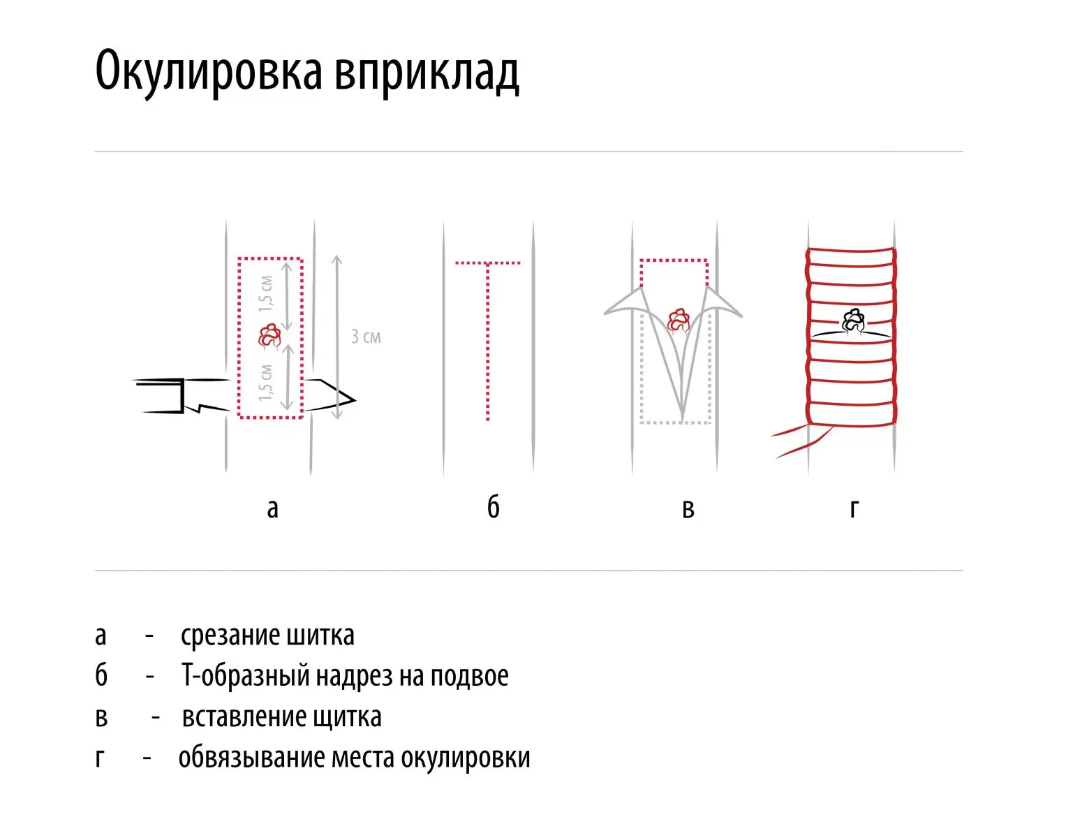 схема окулировки фото схема окулировки фот…