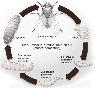 Как бороться с мухами на даче