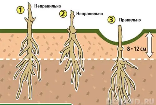 Посадка клематисов