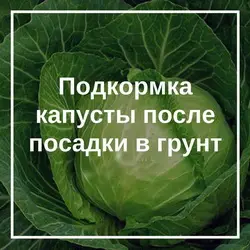 Подкормка капусты в открытом грунте
