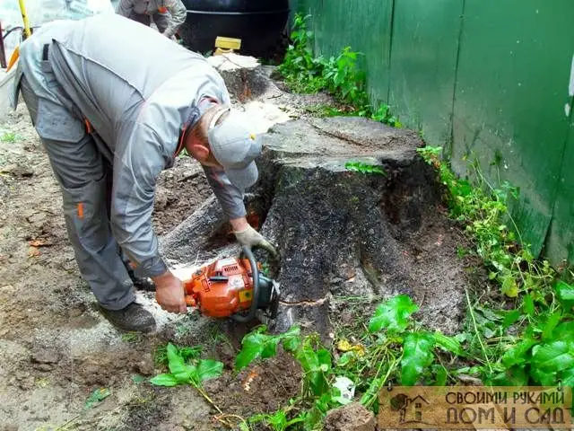 Корчеваний пней