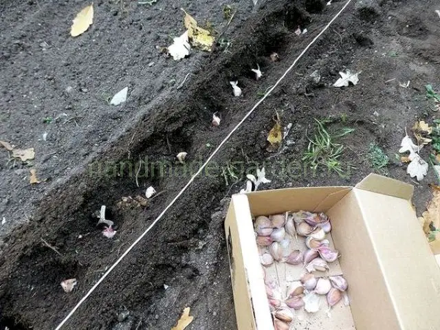 Глубина посадки чеснока под зиму в Подмосковье Глубина посадки чеснока под зиму в Подмосковье