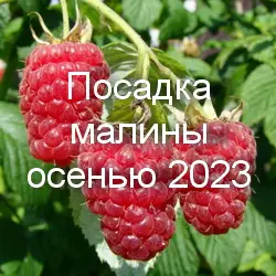 Благоприятные дни для посадки малины в 2023 году по лунному календарю