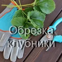 Нужно ли обрезать клубнику